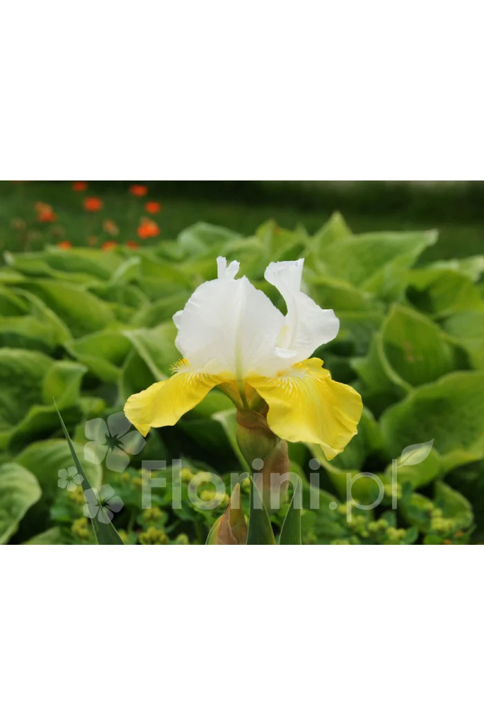 kosaciec, kosaciec amerykański, irys, iris, Kosaciec (Irys) amerykański 'Confetti'