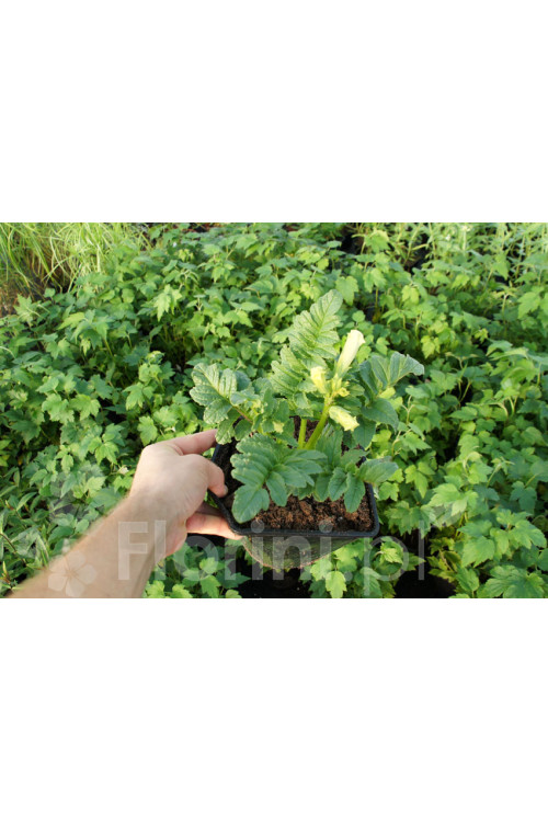 inkarwilla, inkarwilla alba, Incarvillea