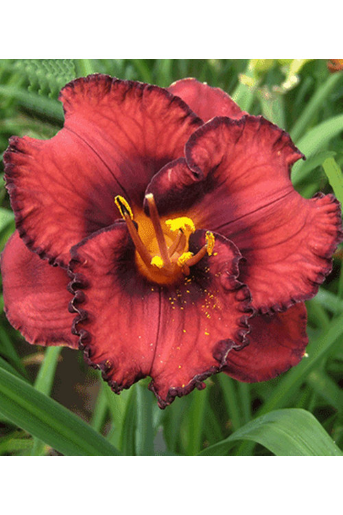 liliowiec, hemerocallis