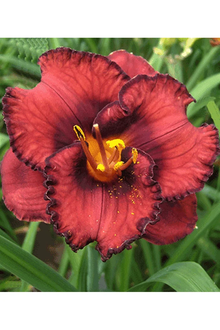 liliowiec, hemerocallis
