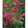 Oleander Nerium