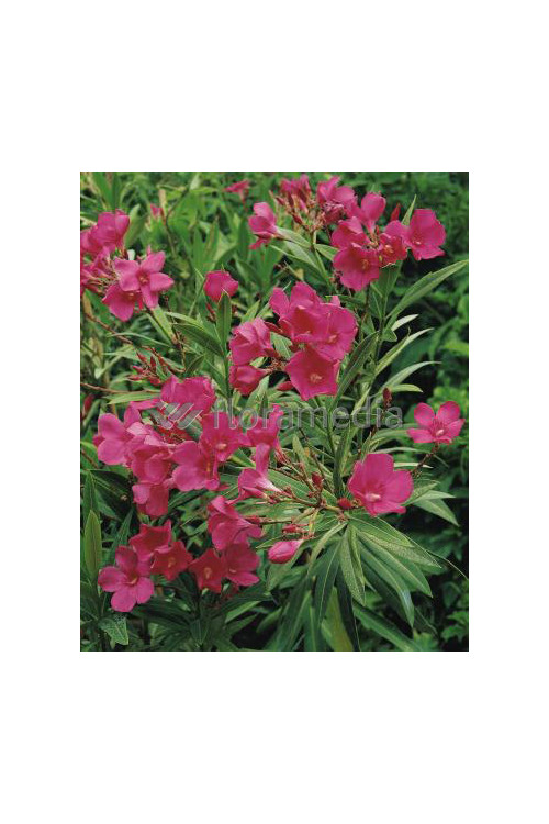 Oleander Nerium