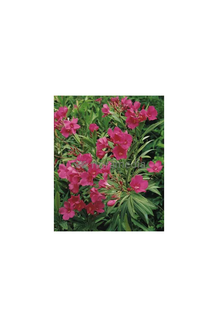 Oleander Nerium