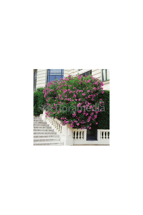 Oleander Nerium