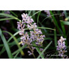 Liriope spicata | Liriope spicata