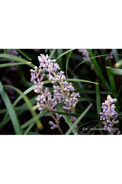 Liriope spicata | Liriope spicata