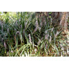 Liriope spicata | Liriope spicata