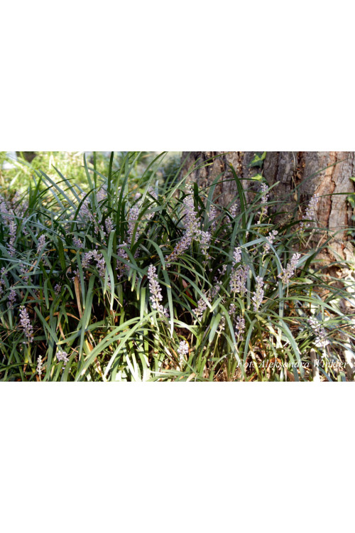 Liriope spicata | Liriope spicata