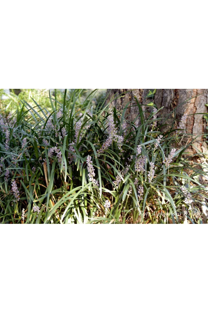 Liriope spicata | Liriope spicata