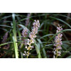 Liriope spicata | Liriope spicata