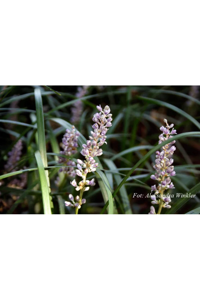 Liriope spicata | Liriope spicata