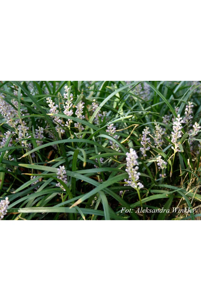 Liriope spicata | Liriope spicata