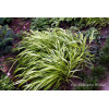 Hakonechloa smukła 'Aureola' | Hakonechloa macra