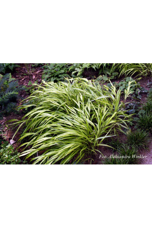 Hakonechloa smukła 'Aureola' | Hakonechloa macra