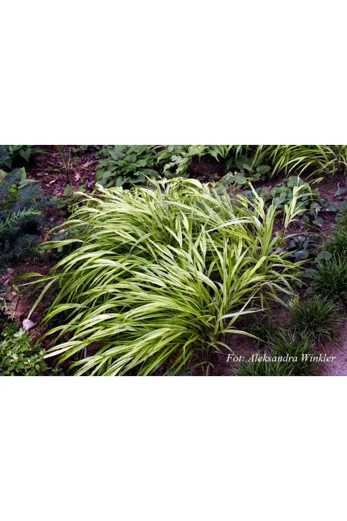 Hakonechloa smukła 'Aureola' | Hakonechloa macra