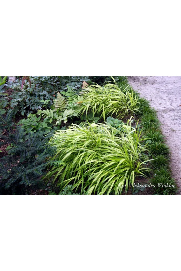 Hakonechloa smukła 'Aureola' | Hakonechloa macra