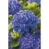 Hortensja ogrodowa 'Gerda Steiniger' Hydrangea macrophylla