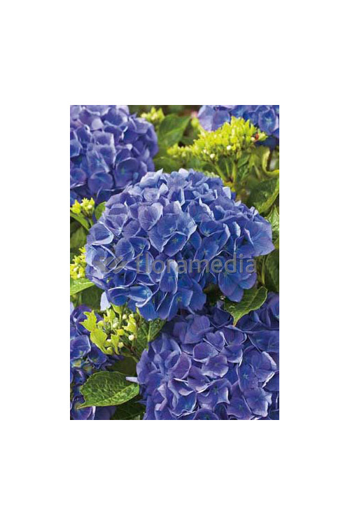 Hortensja ogrodowa 'Gerda Steiniger' Hydrangea macrophylla