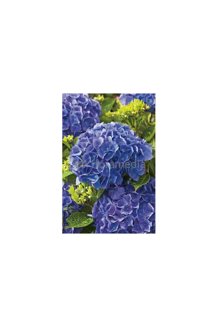 Hortensja ogrodowa 'Gerda Steiniger' Hydrangea macrophylla