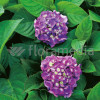 Hortensja ogrodowa 'Gerda Steiniger' Hydrangea macrophylla