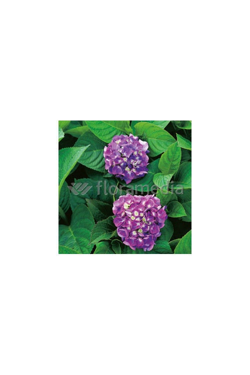 Hortensja ogrodowa 'Gerda Steiniger' Hydrangea macrophylla