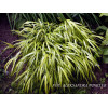Hakonechloa smukła 'Aureola' | Hakonechloa macra