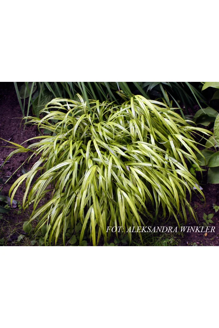 Hakonechloa smukła 'Aureola' | Hakonechloa macra