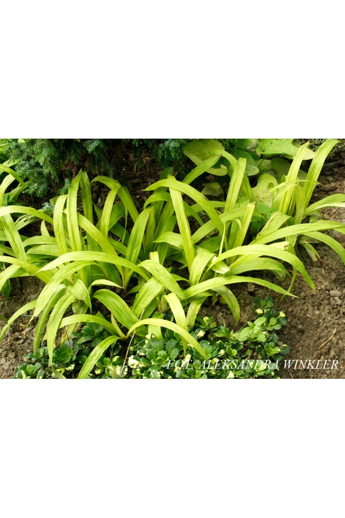 Turzyca rzędowa 'Lemon Zest' | Carex siderosticha