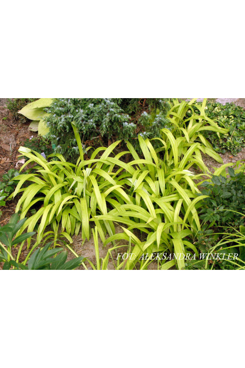 Turzyca rzędowa 'Lemon Zest' | Carex siderosticha