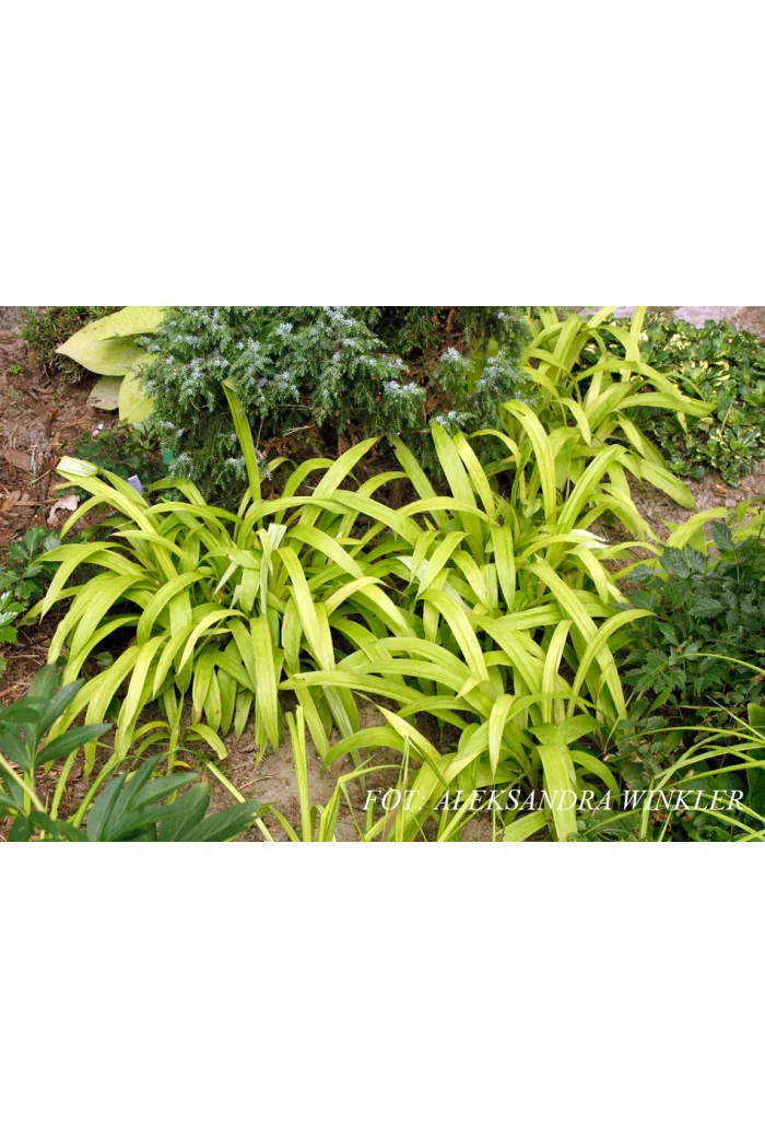 Turzyca rzędowa 'Lemon Zest' | Carex siderosticha