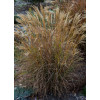 Miskant chiński 'Cute One' | Miscanthus sinensis