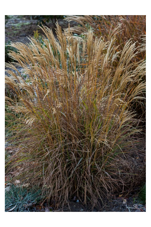 Miskant chiński 'Cute One' | Miscanthus sinensis