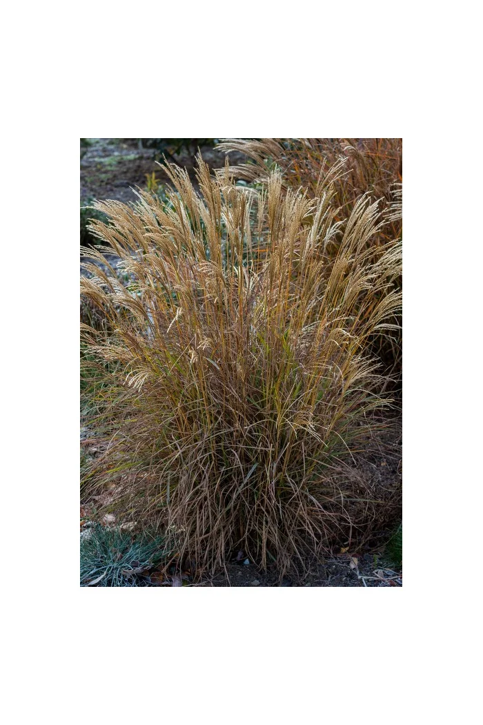 Miskant chiński 'Cute One' | Miscanthus sinensis