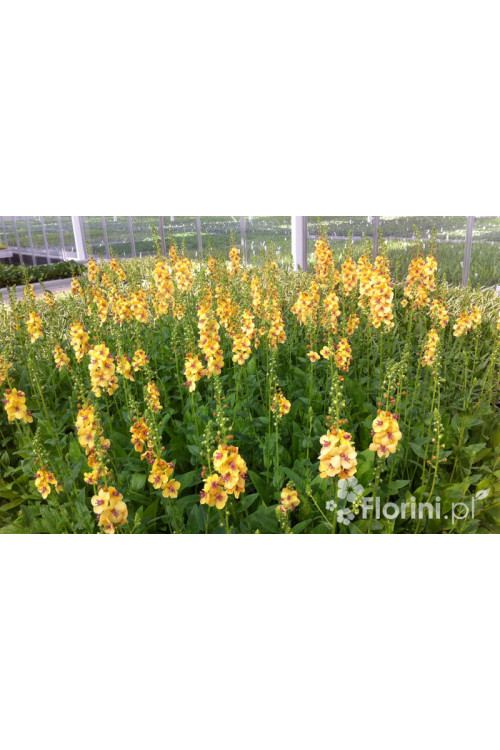 Dziewanna 'Dark Eyes' | Verbascum