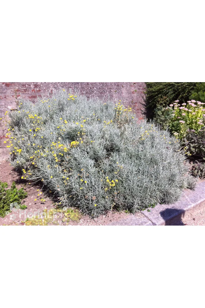 Curry - Helichrysum 'Tall Curry' | Helichrysum angustifolia