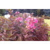 Hortensja bukietowa 'Early Sensation' | Hydrangea paniculata
