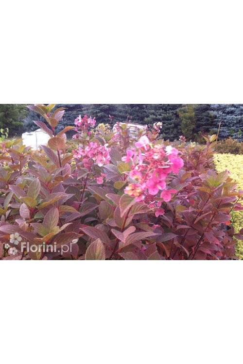 Hortensja bukietowa 'Early Sensation' | Hydrangea paniculata