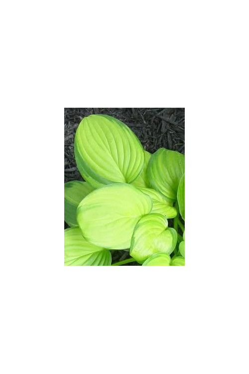 Funkia 'Guacamole' | Hosta