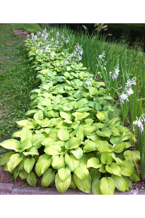 Funkia 'Guacamole' | Hosta