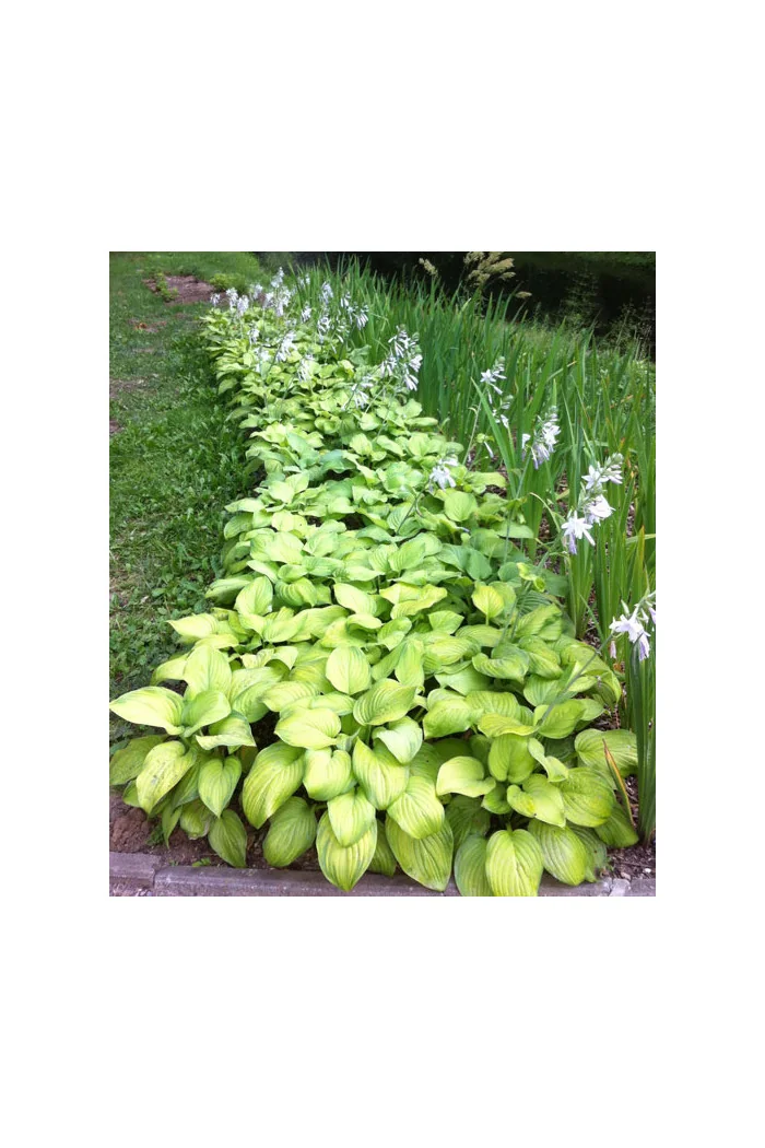Funkia 'Guacamole' | Hosta