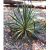 Juka 'Colour Guard' | Yucca