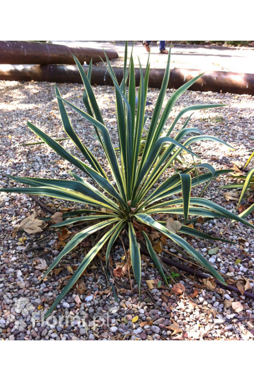 Juka 'Colour Guard' | Yucca
