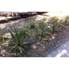 Juka 'Colour Guard' | Yucca