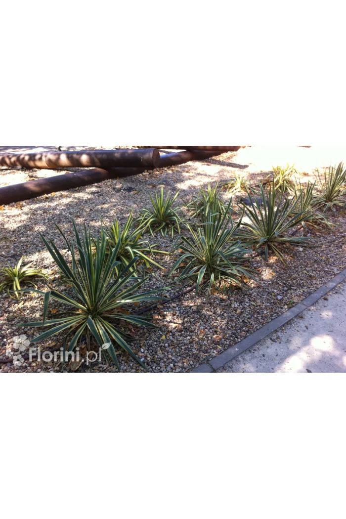 Juka 'Colour Guard' | Yucca