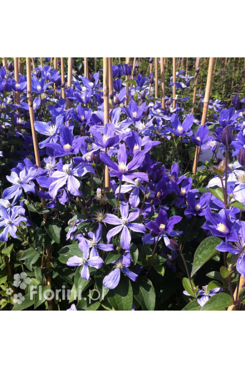 Powojnik 'Arabella' | Clematis