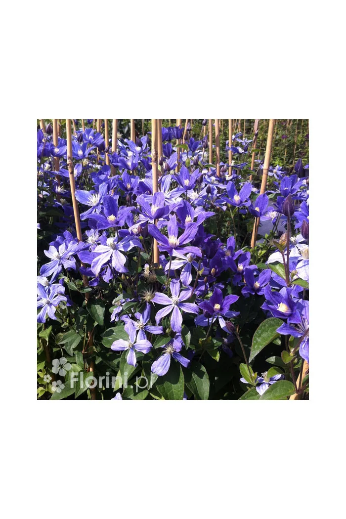 Powojnik 'Arabella' | Clematis