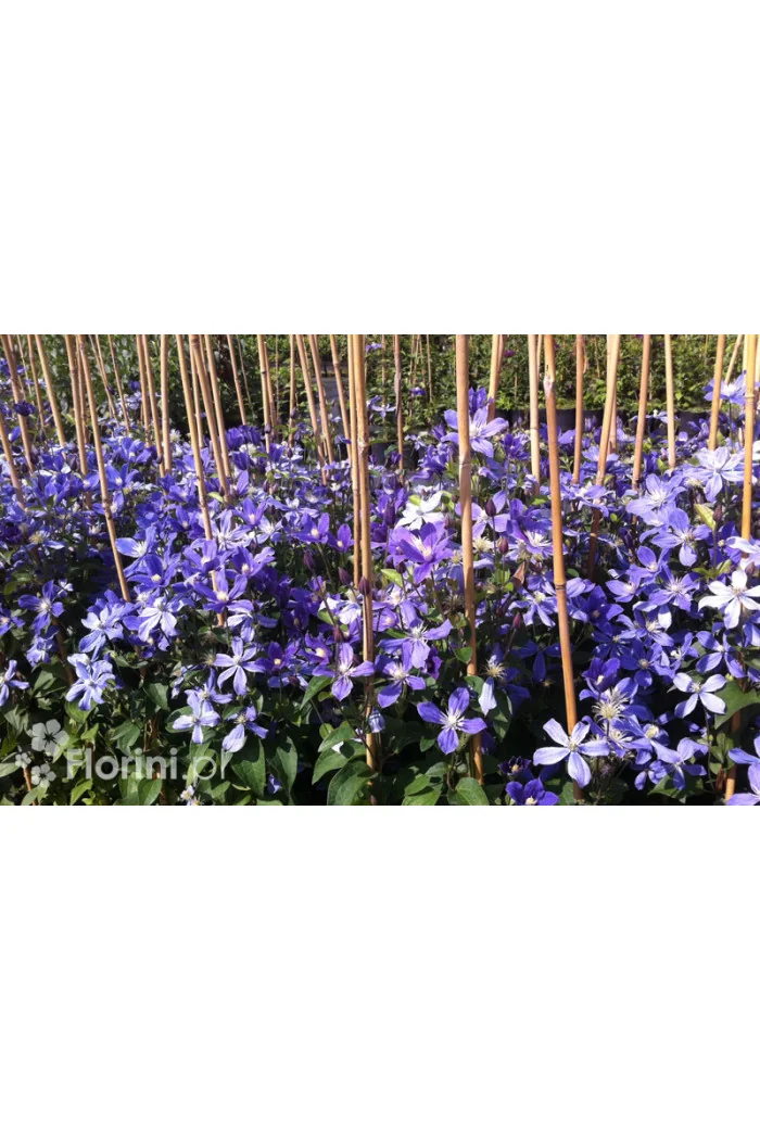 Powojnik 'Arabella' | Clematis