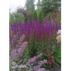 Szałwia omszona 'Caradonna' | Salvia nemorosa