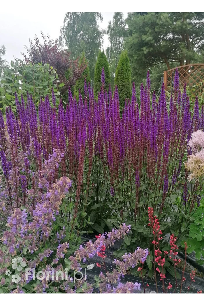 Szałwia omszona 'Caradonna' | Salvia nemorosa