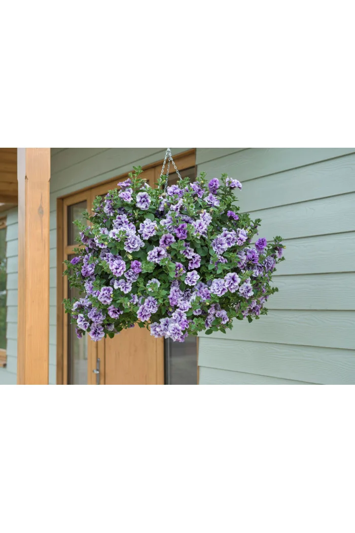 Petunia 'Tumbelina Priscilla' | Petunia x hybrida